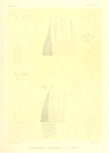 n858_w1150