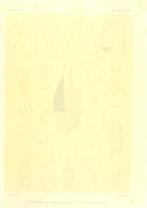 n856_w1150