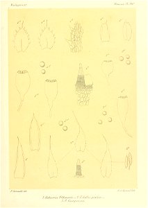 n796_w1150