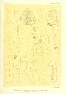 n736_w1150