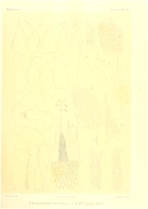 n854_w1150