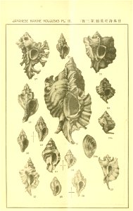 n119_w1150