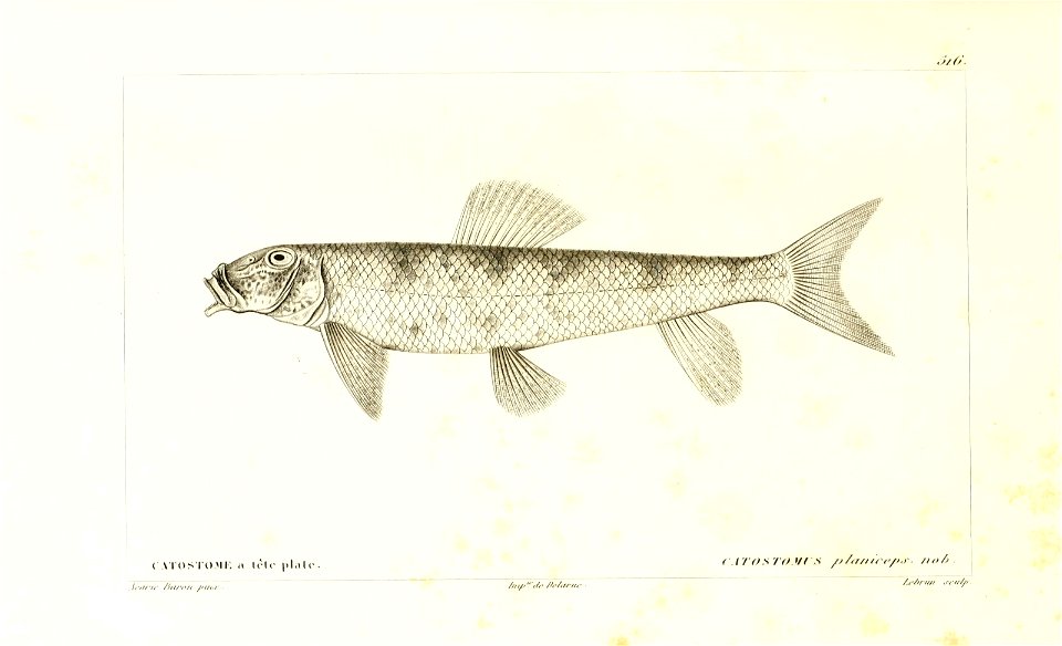 n44_w1150