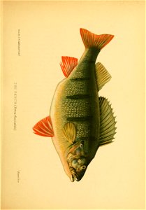 n62_w1150