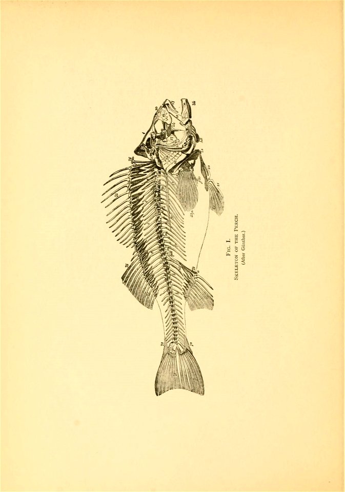 n17_w1150