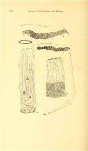 n175_w1150