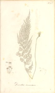 n96_w1150