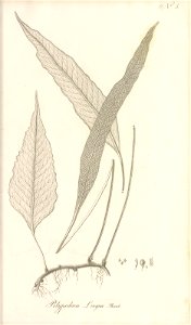 n52_w1150