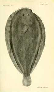 n350_w1150