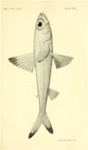 n314_w1150
