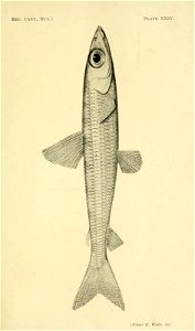 n312_w1150