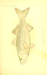 n312_w1150