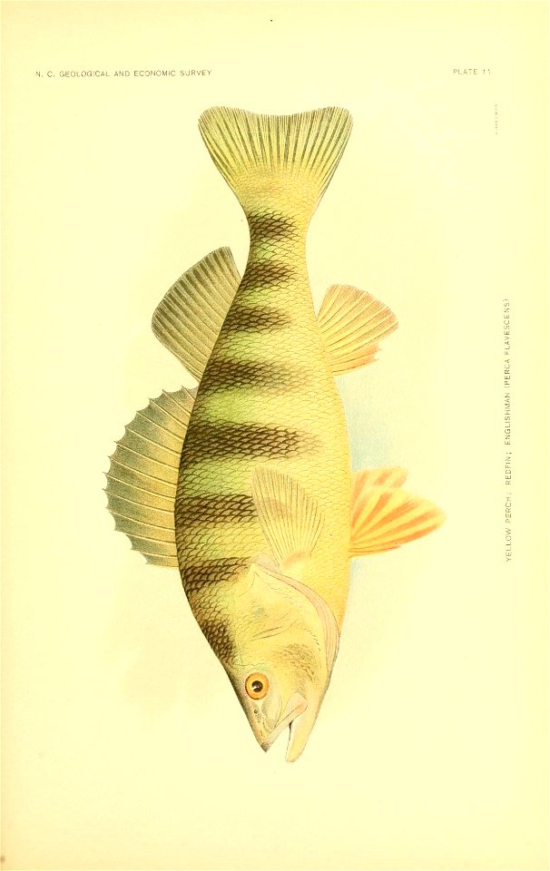 n288_w1150