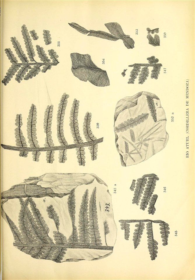 n354_w1150