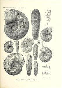 n204_w1150