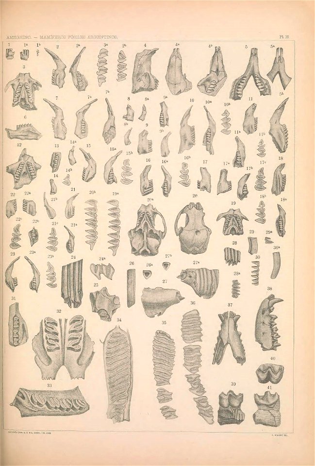 n1126_w1150