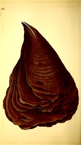 n41_w1150