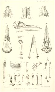 n458_w1150