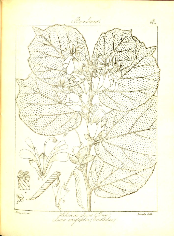 n212_w1150