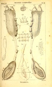 n442_w1150