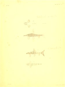 n136_w1150