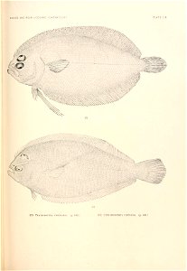 n898_w1150