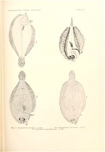n896_w1150
