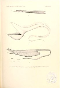 n776_w1150