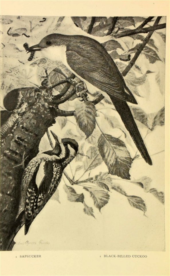 n133_w1150