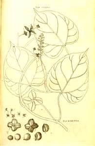 n200_w1150