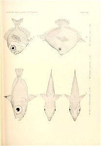 n810_w1150