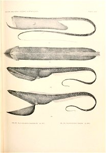 n778_w1150