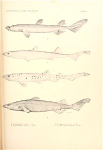 n684_w1150