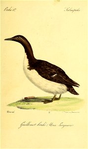 n538_w1150