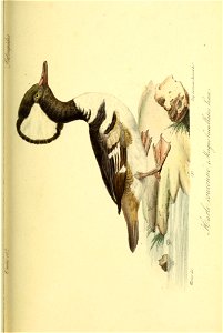 n508_w1150