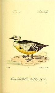 n492_w1150