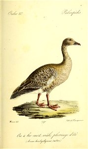 n432_w1150