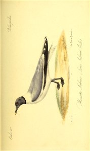 n398_w1150
