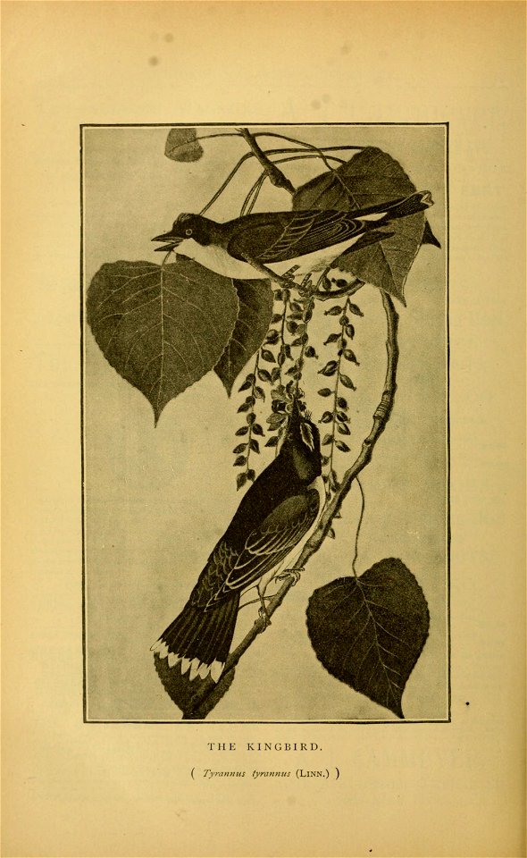 n529_w1150
