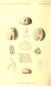 n245_w1150