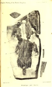 n506_w1150