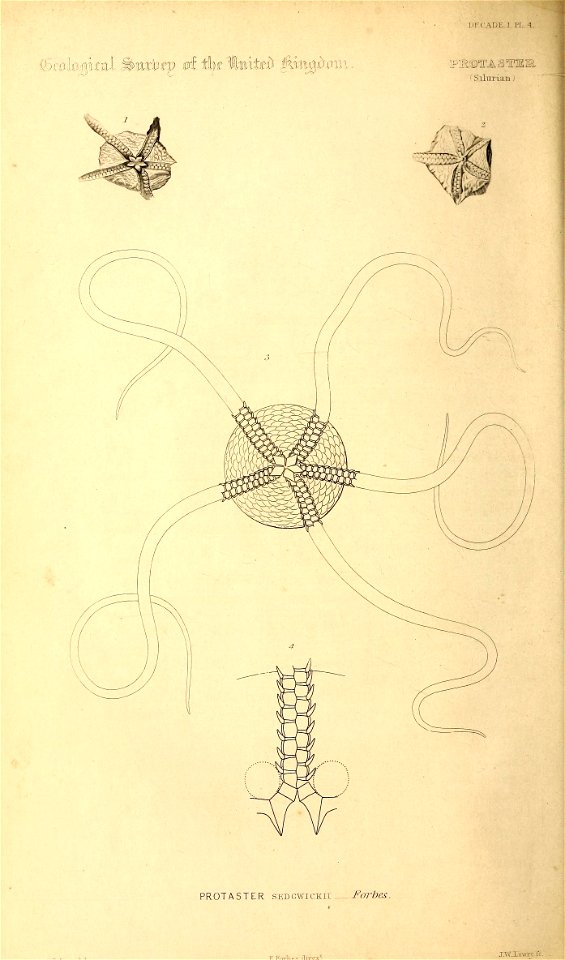 n33_w1150