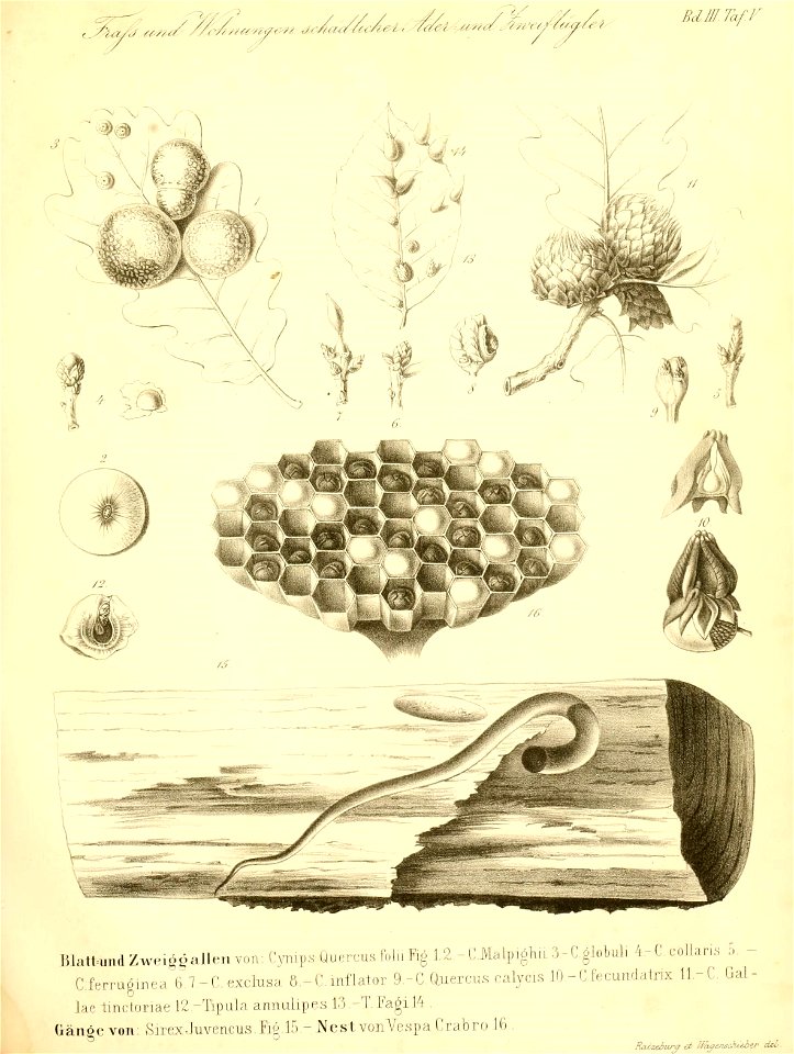 n354_w1150