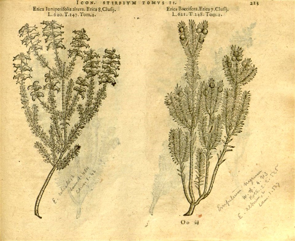 n1035_w1150