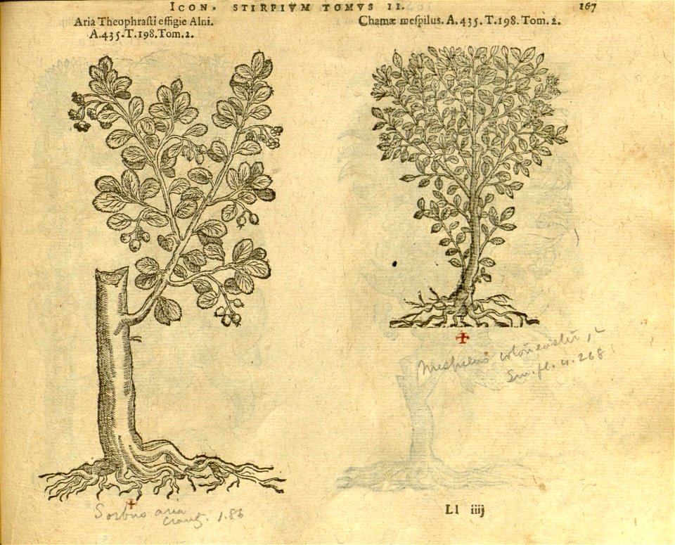 n989_w1150