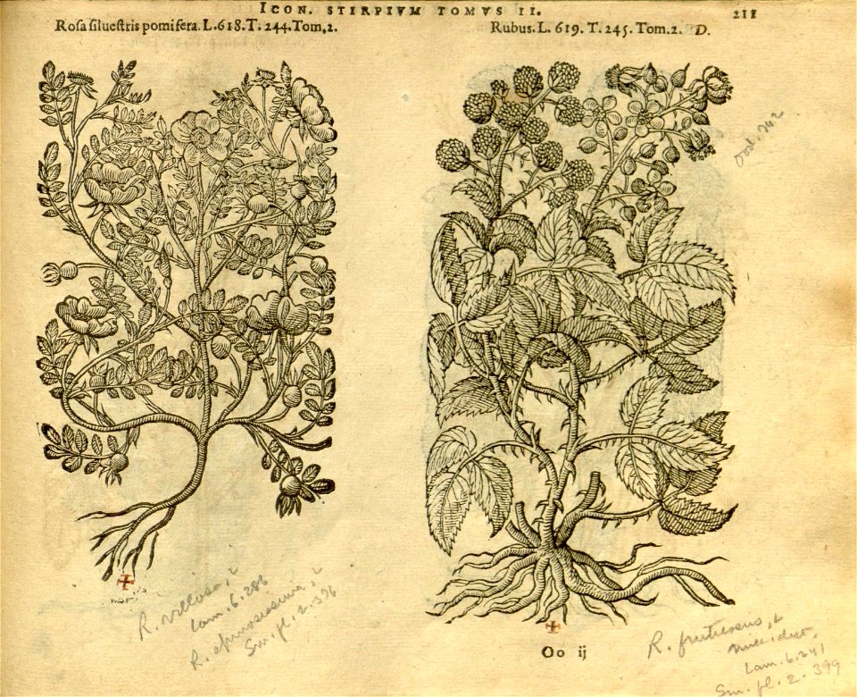 n1033_w1150