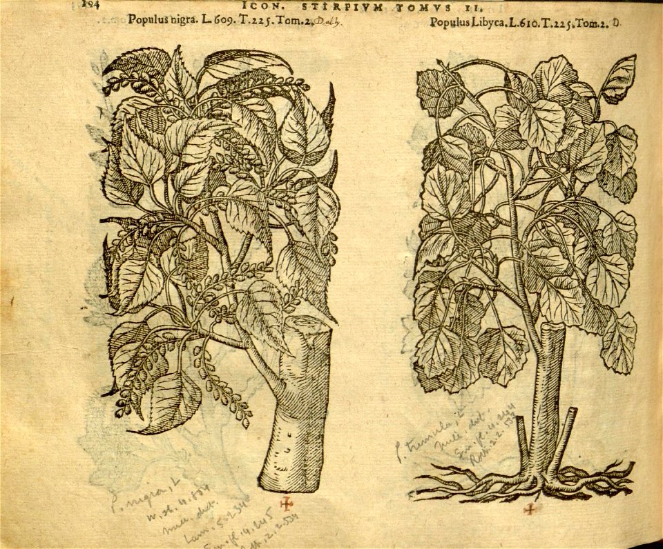 n1016_w1150