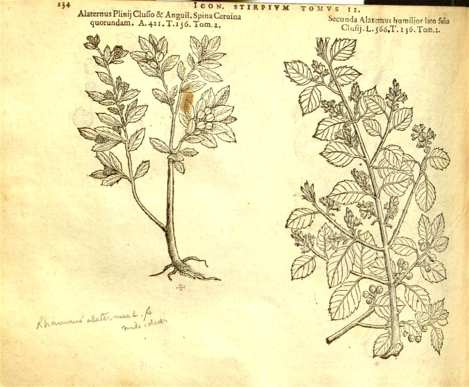 n956_w1150