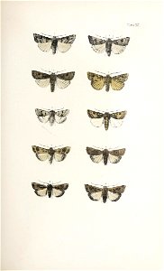 n182_w1150
