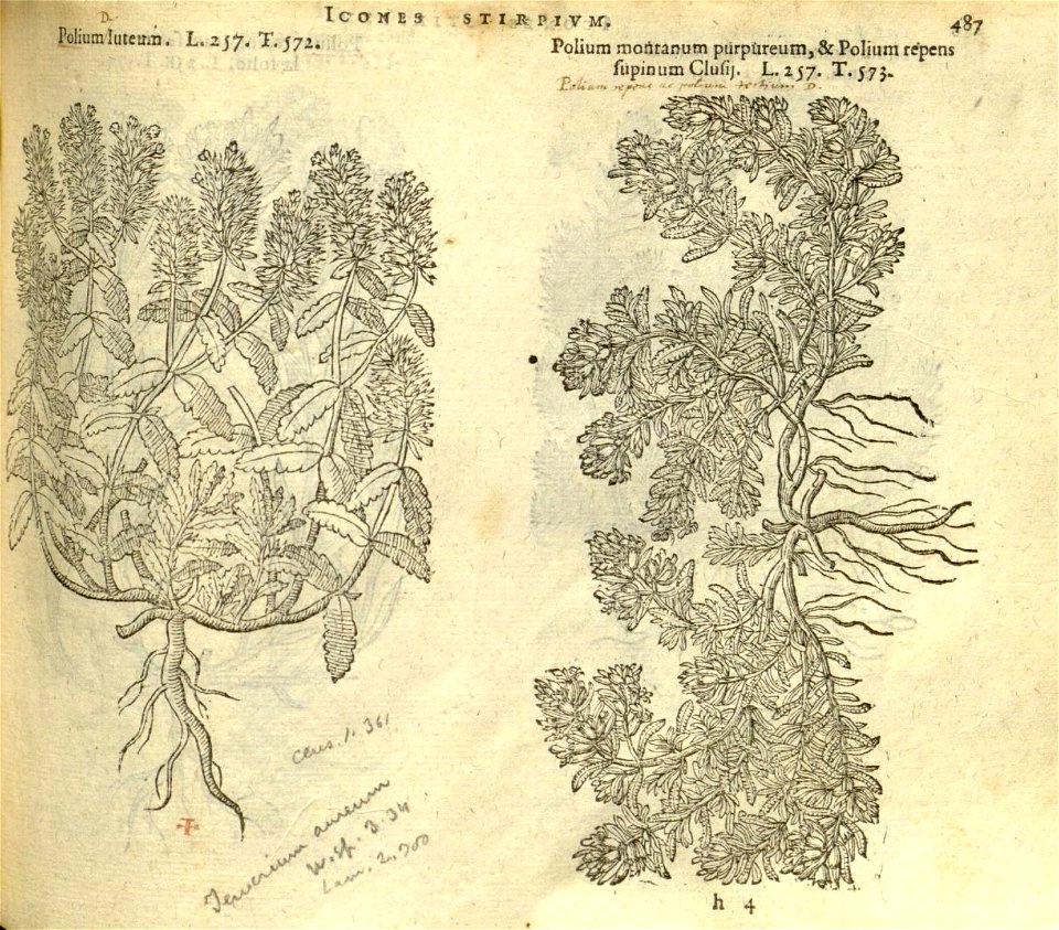 n493_w1150
